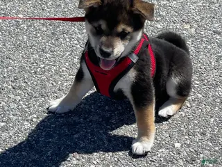 Shiba Inu dogs Shiba Inu Puppy 1 Thor - Ad 1