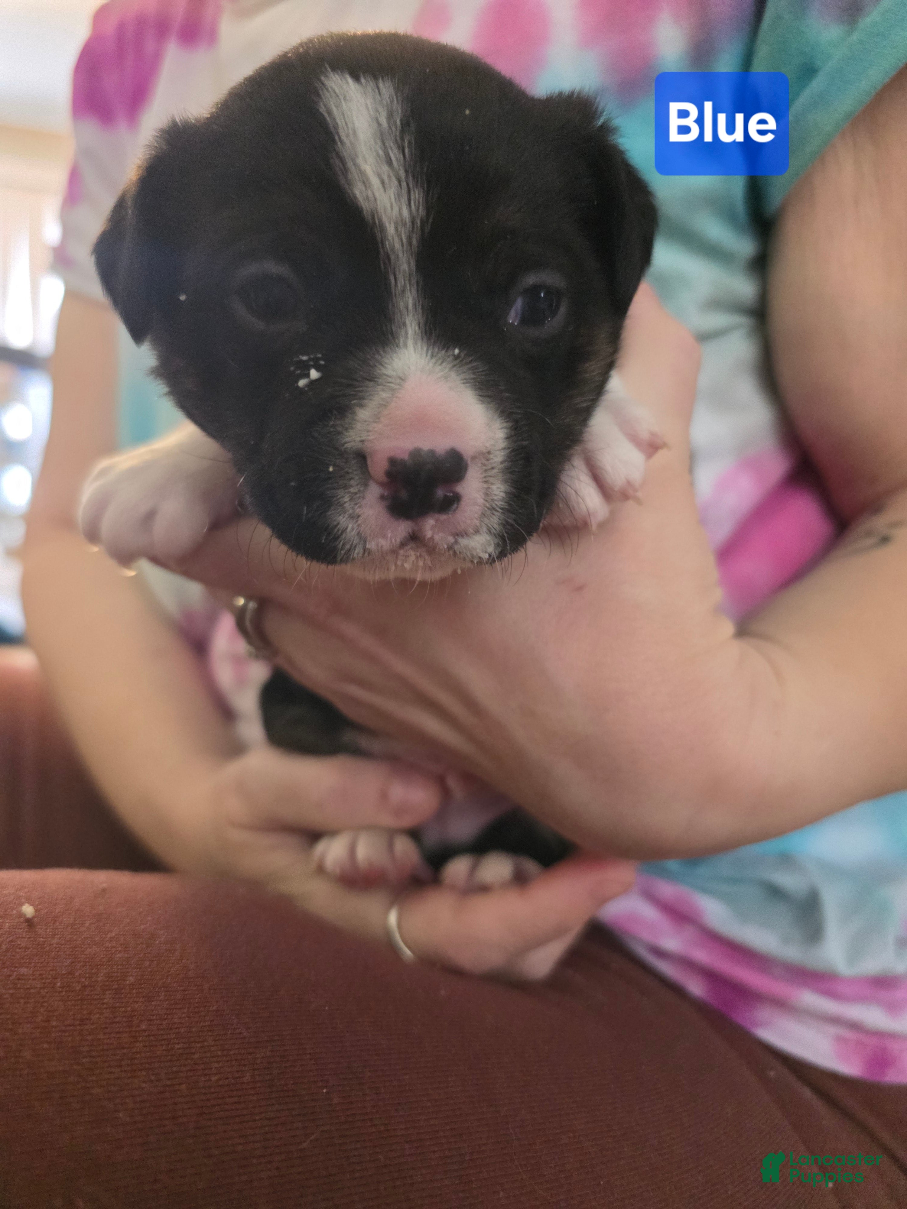 Mixed Breed dogs Blue *Updated 2/10 - Ad 34