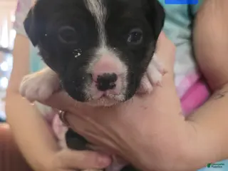 Mixed Breed dogs Blue *Updated 2/10 - Ad 34