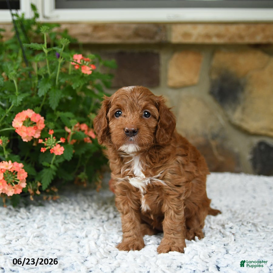 Cavapoo dogs Willow - Ad 2