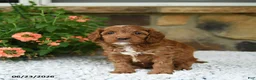 Cavapoo dogs for sale: Willow - Ad 2