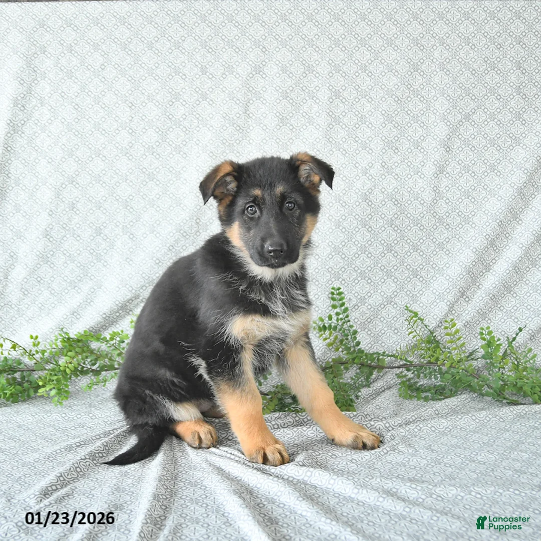 German Shepherd dogs for sale: Maggy - Ad 5