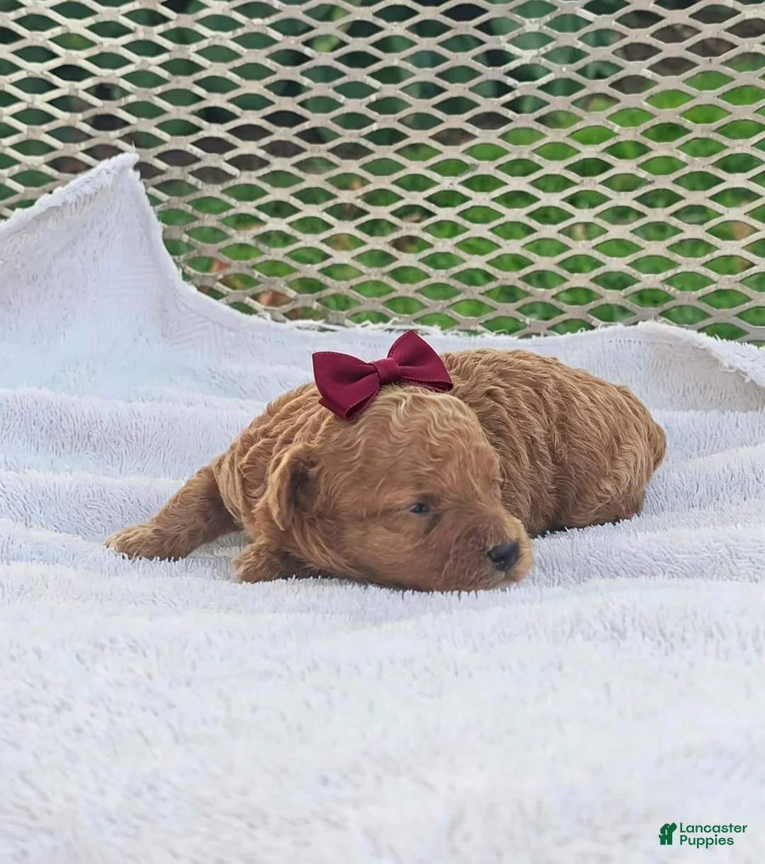 Toy Poodle dogs for sale: Marisol- Akc Toy Poodle - Ad 5