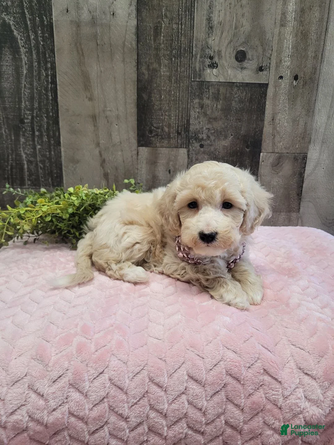 Bichpoo dogs for sale: Sugar - Ad 5