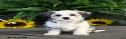 Mixed Breed dogs for sale: Maisie - Ad 2