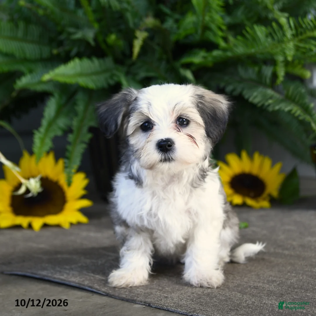 Mixed Breed dogs for sale: Maisie - Ad 2