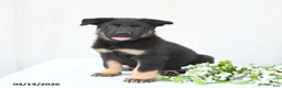 German Shepherd dogs for sale: Dunkin - Ad 1