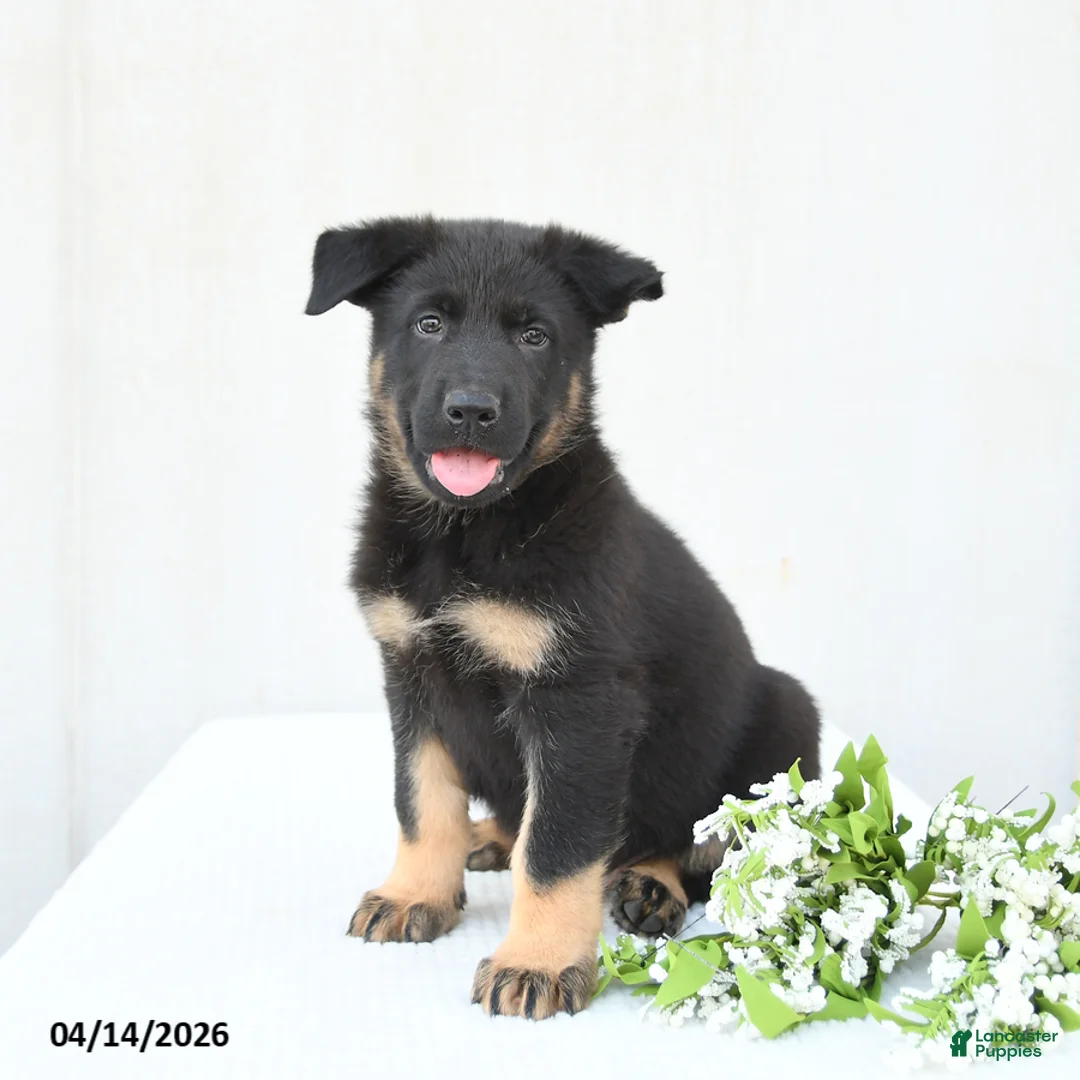 German Shepherd dogs for sale: Dunkin - Ad 1