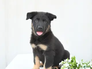 German Shepherd dogs for sale: Dunkin - Ad 1