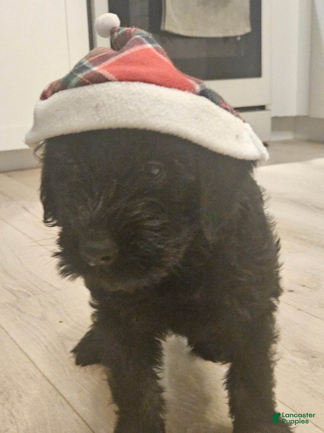 Giant Schnauzer dogs for sale: Giant Schnauzer Puppy 3 - Ad 5