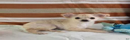 Chihuahua dogs for sale: Nelly - Ad 7