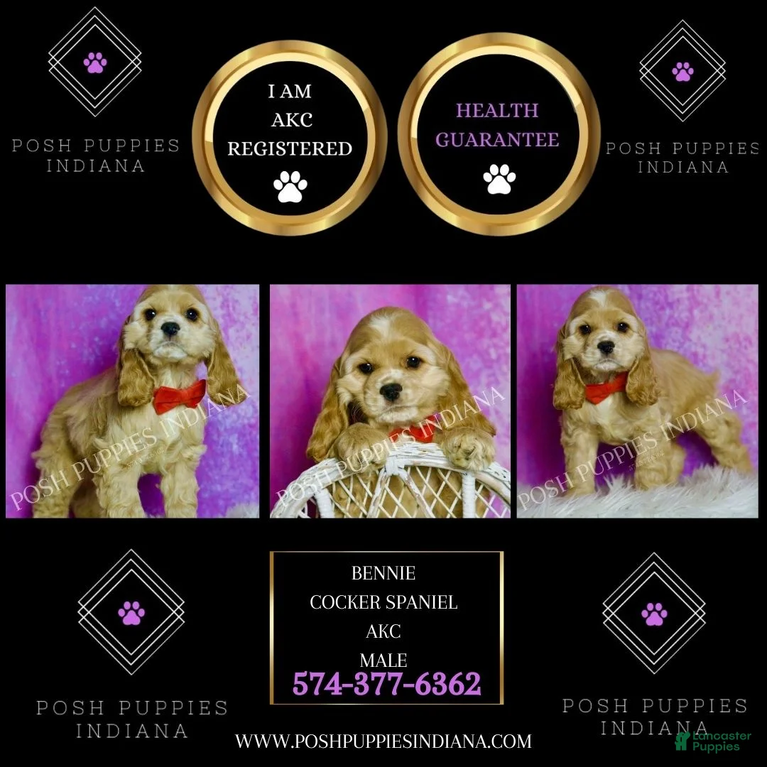 Cocker Spaniel dogs for sale: Bennie - Ad 2