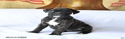 Boxer dogs for sale: Bear - Ad 4