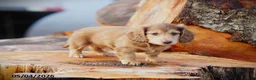 Miniature Dachshund dogs for sale: Dunkin - Ad 2