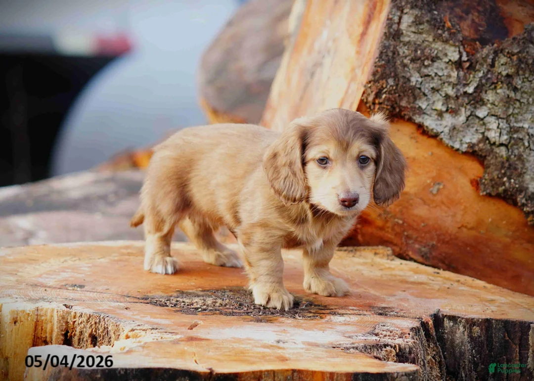Miniature Dachshund dogs for sale: Dunkin - Ad 2