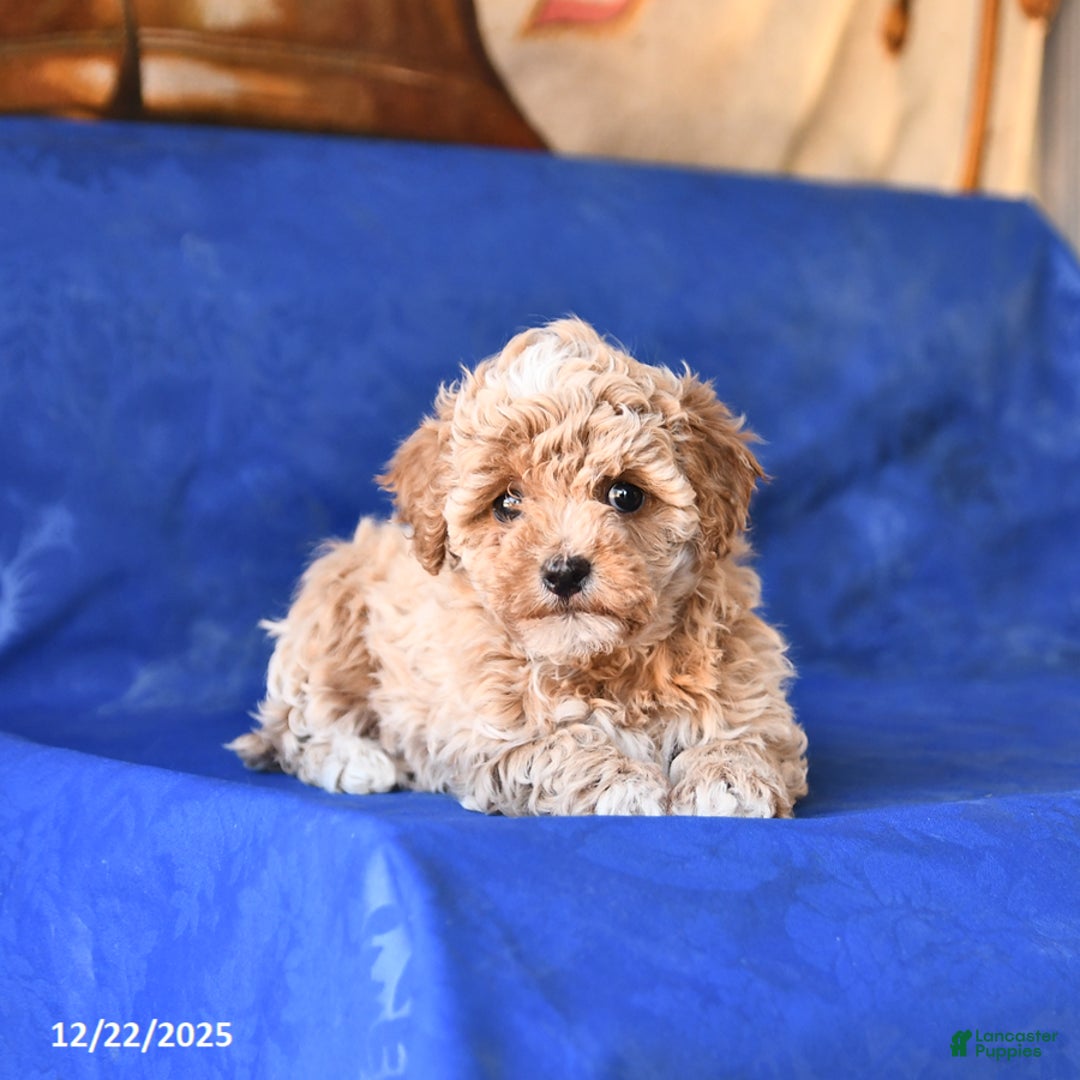 Bichpoo dogs for sale: Tracy - Ad 4