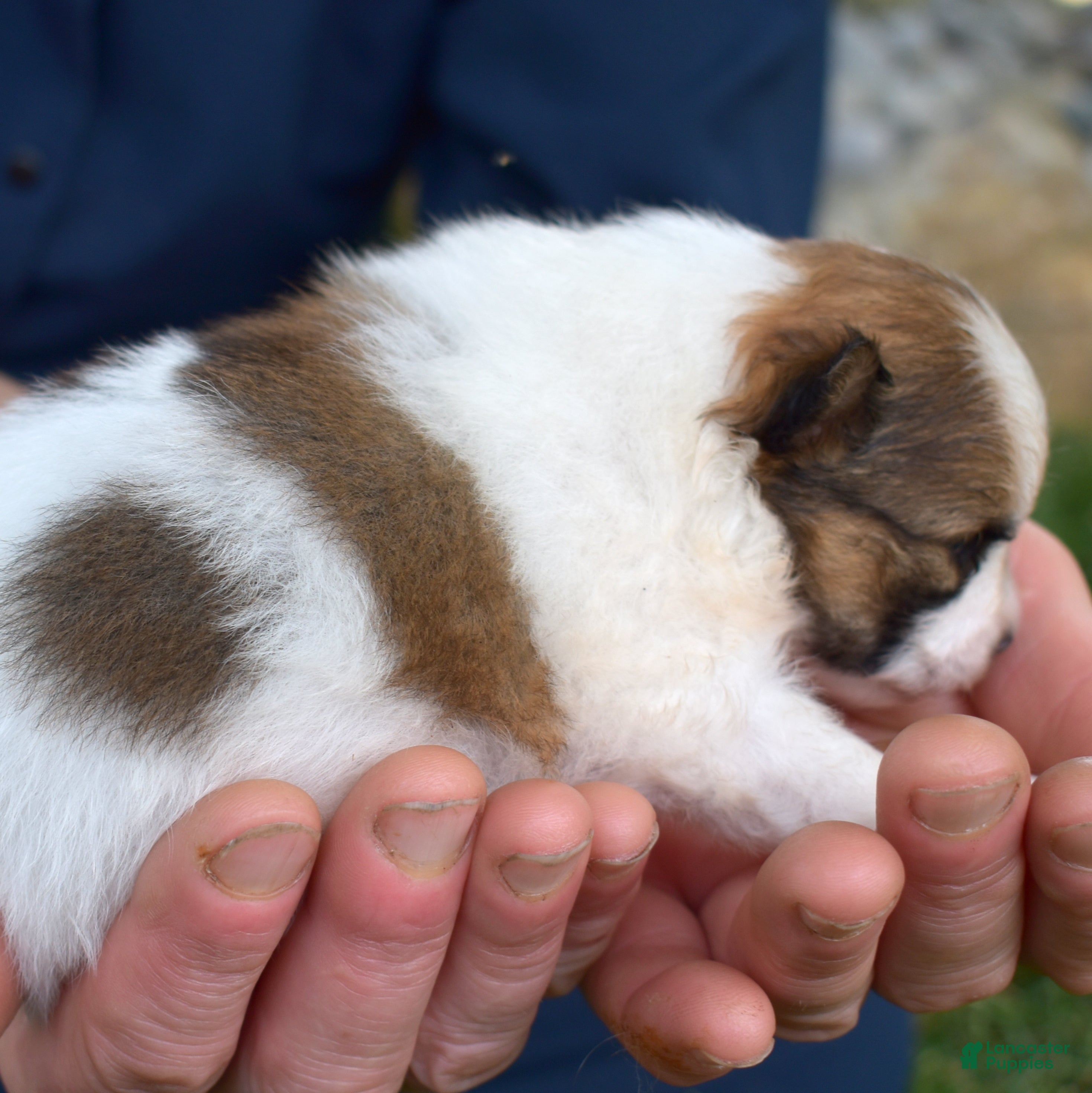Pomeranian dogs Sage - Ad 2