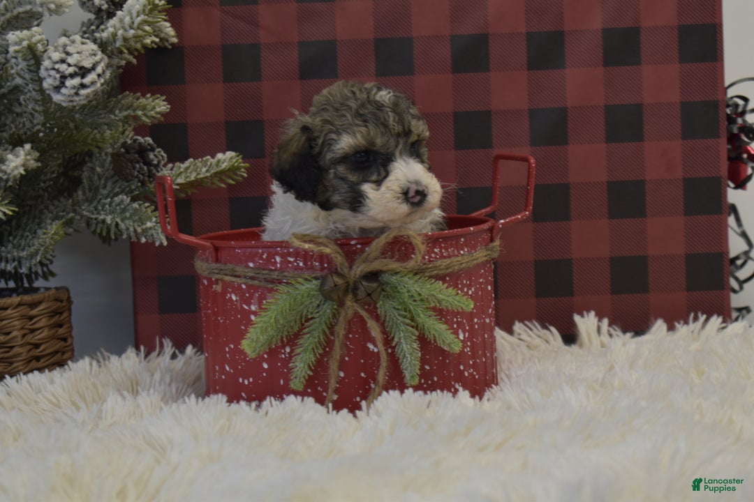 Miniature Poodle dogs for sale: Maverik - Ad 11