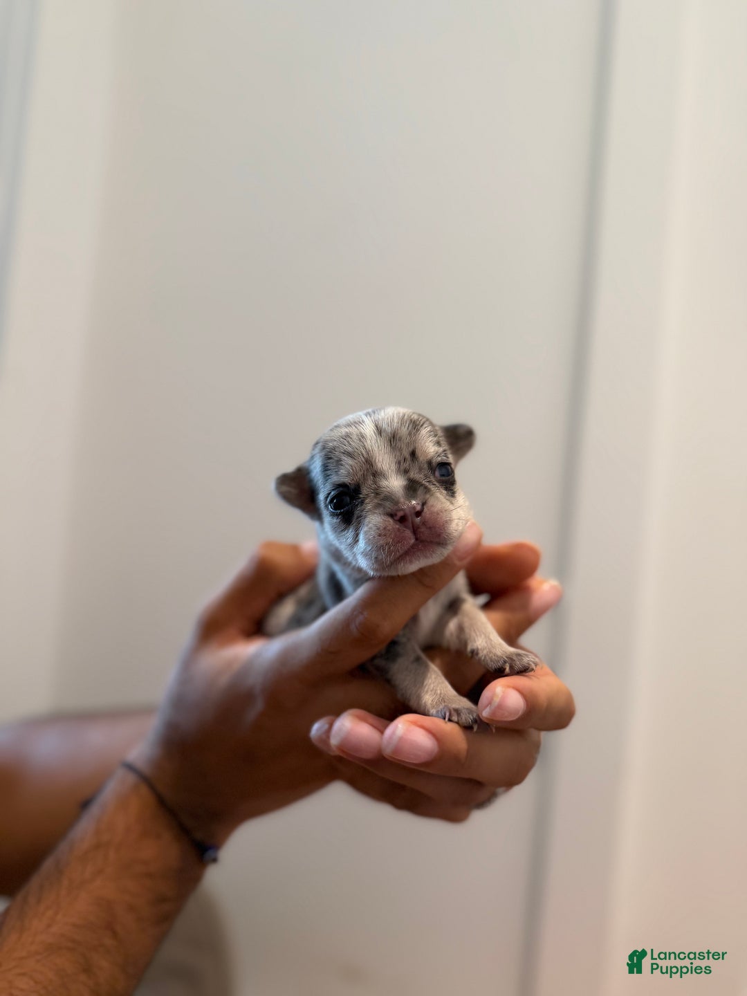 French Bulldog dogs for sale: Stormie - Ad 11