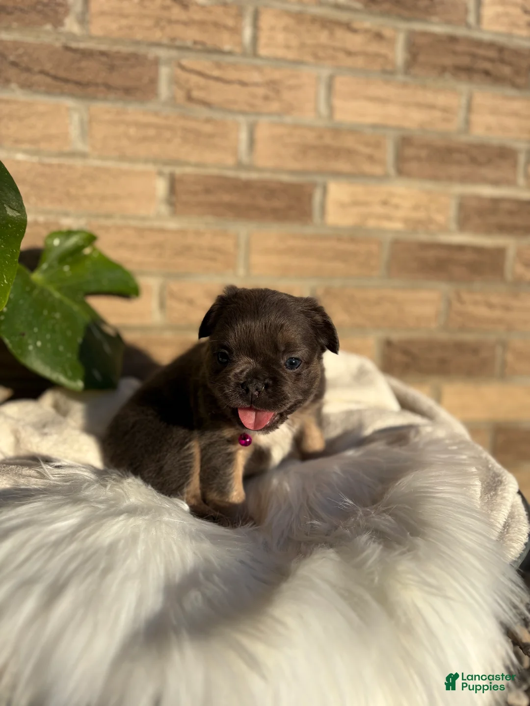 French Bulldog dogs for sale: French Bulldog Puppy 8 - Ad 1
