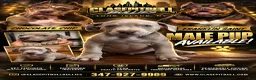 American Bully dogs for sale: American Bully 4 - Ad 3