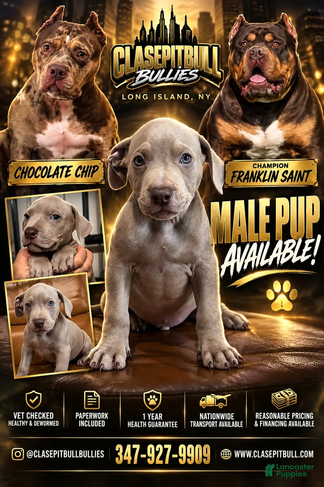 American Bully dogs for sale: American Bully 4 - Ad 3