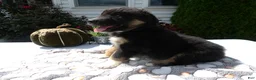 Mixed Breed dogs for sale: Mixed Breed 5 Ryan - Ad 3