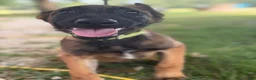 Belgian Malinois dogs for sale: Belgian Malinois 3 - Ad 1