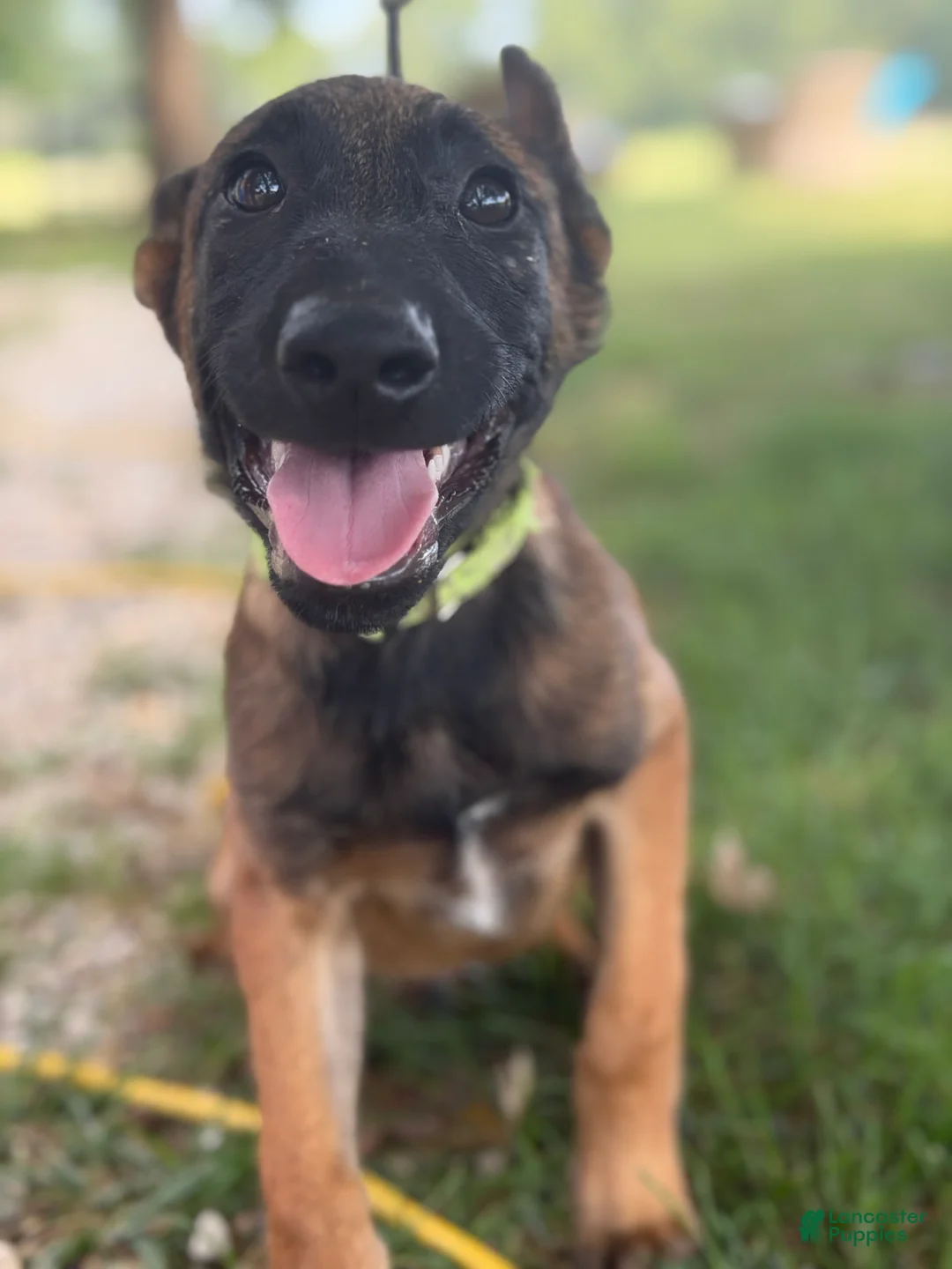 Belgian Malinois dogs for sale: Belgian Malinois 3 - Ad 1
