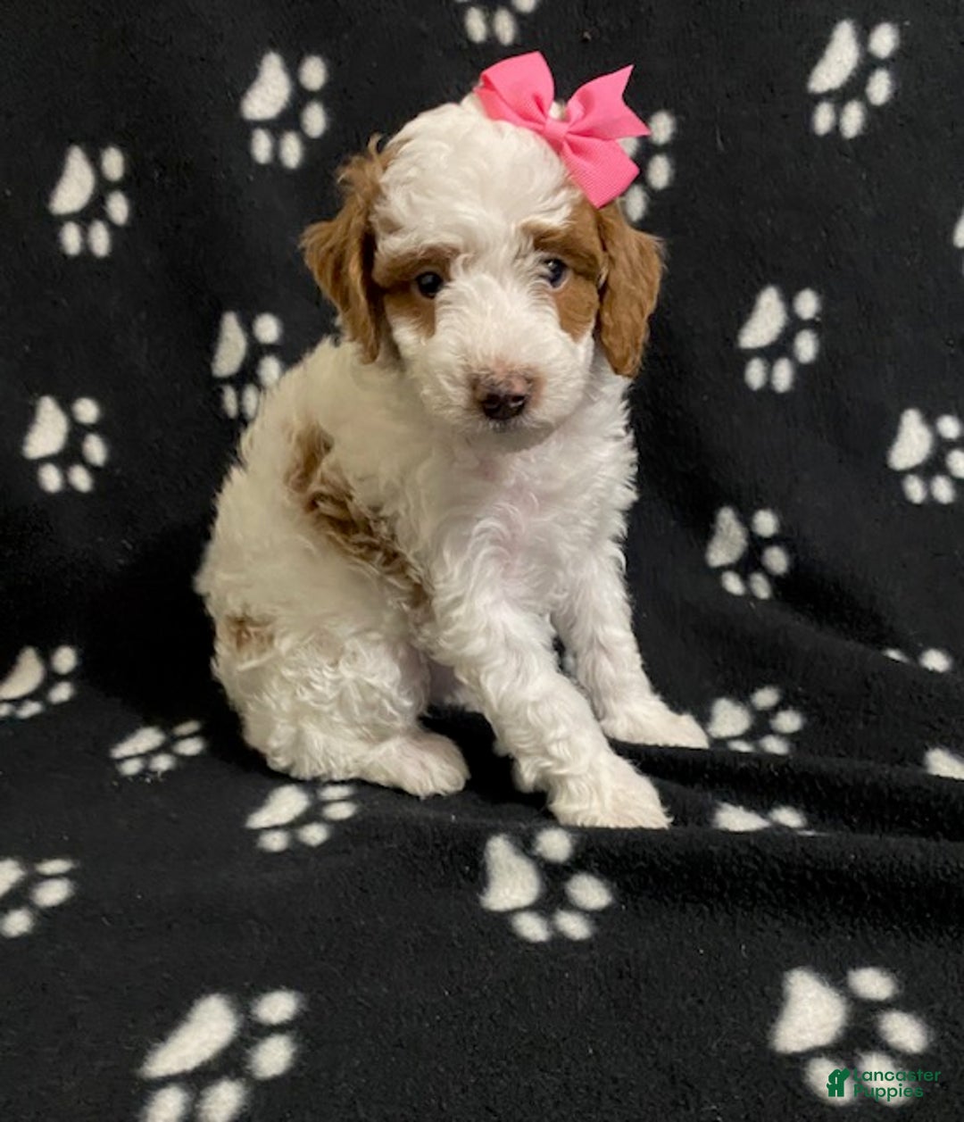 Miniature Poodle dogs for sale: Buttercup - Ad 1