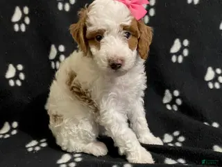Miniature Poodle dogs Buttercup - Ad 26