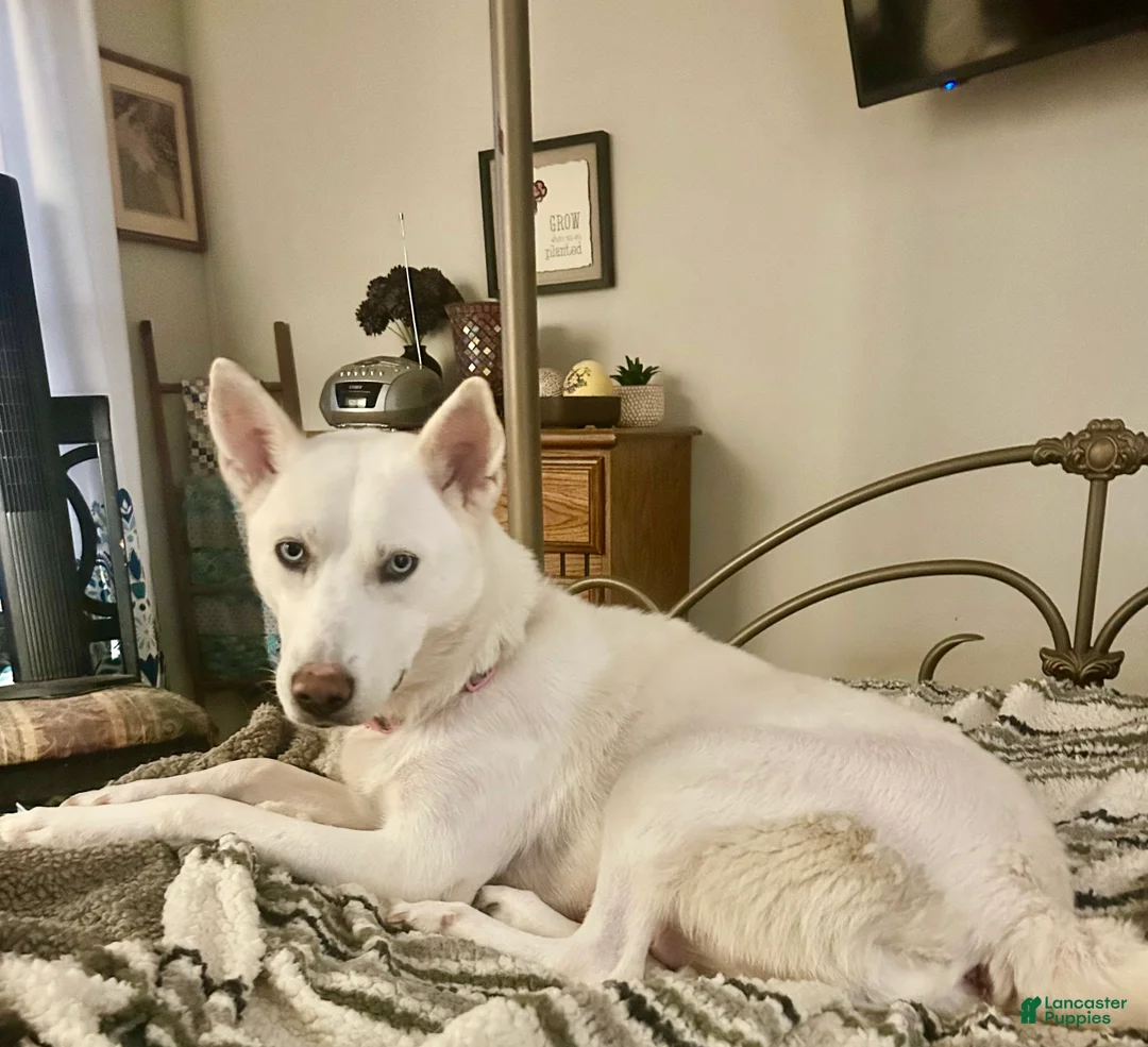 Gerberian Shepsky dogs for sale: Gerberian Shepsky Puppy 1 - Ad 2
