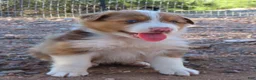 Australian Shepherd dogs for sale: Red merle male with 1.5 blue eyes - Ad 1