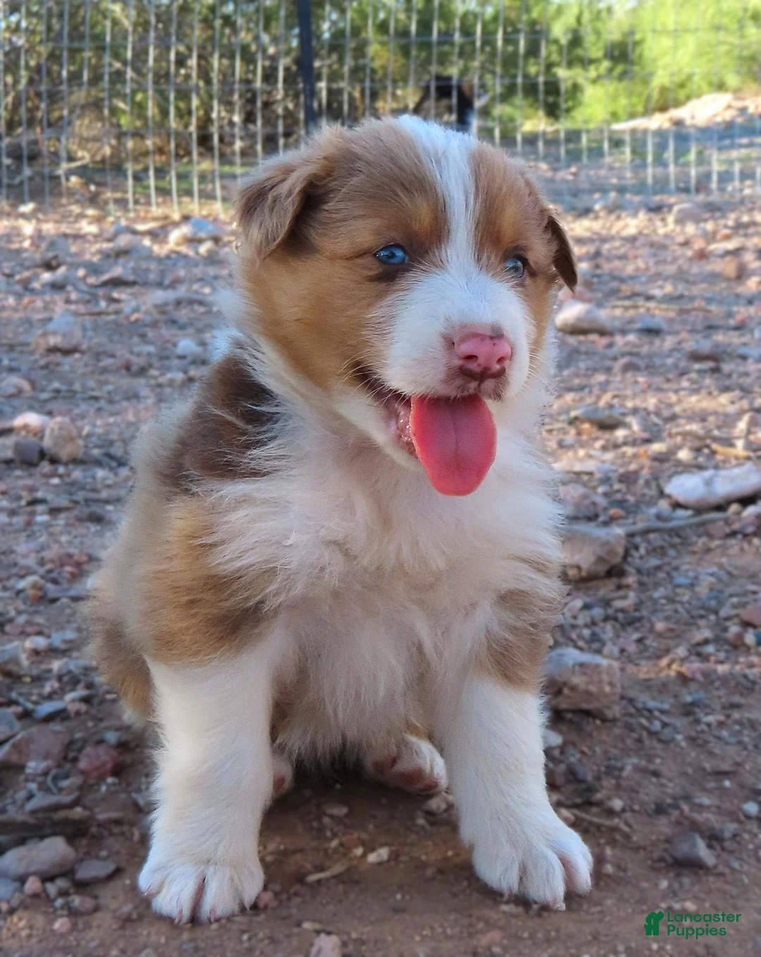 Australian Shepherd dogs for sale: Red merle male with 1.5 blue eyes - Ad 1