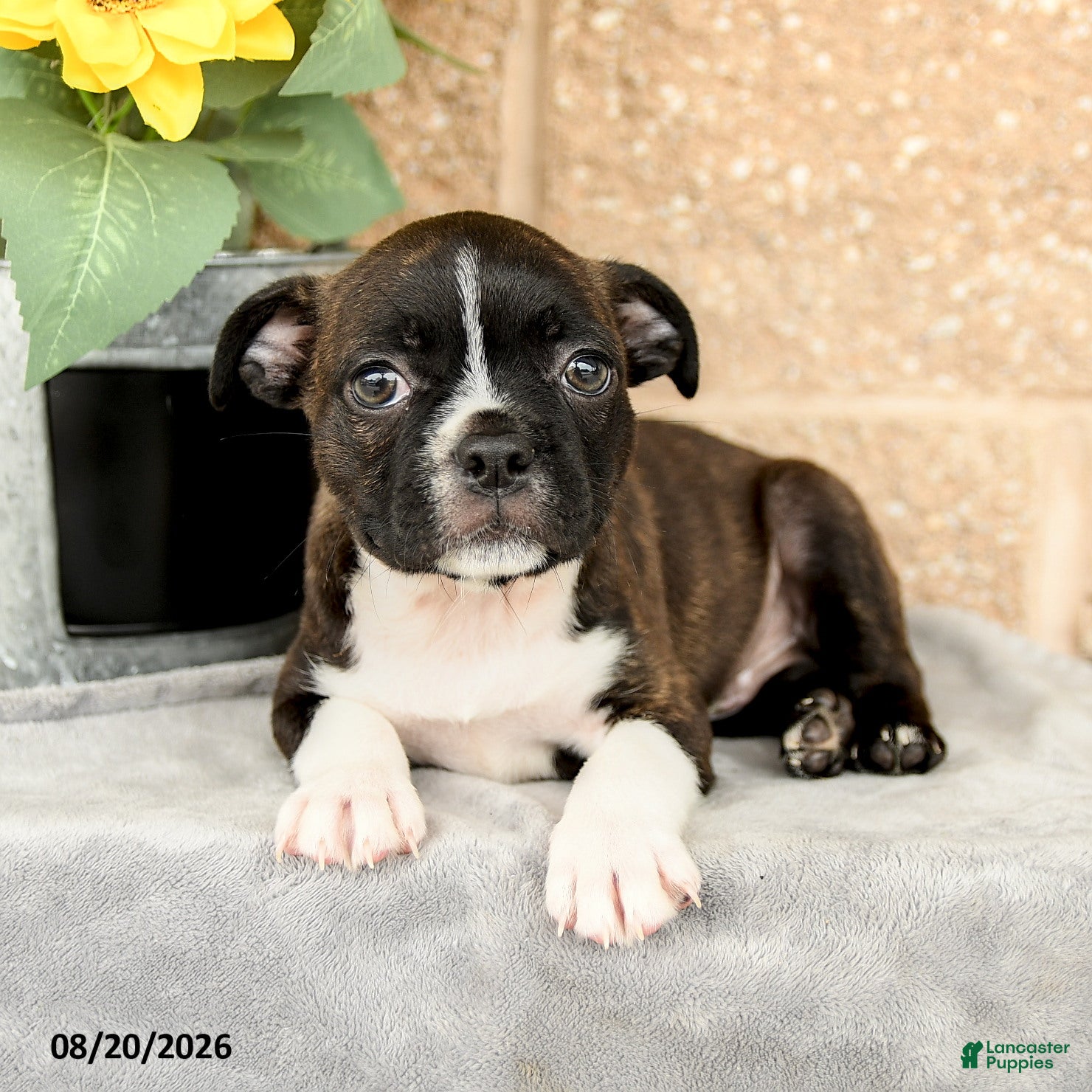 Boston Terrier dogs Morgan - Ad 2
