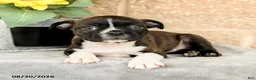 Boston Terrier dogs for sale: Morgan - Ad 2