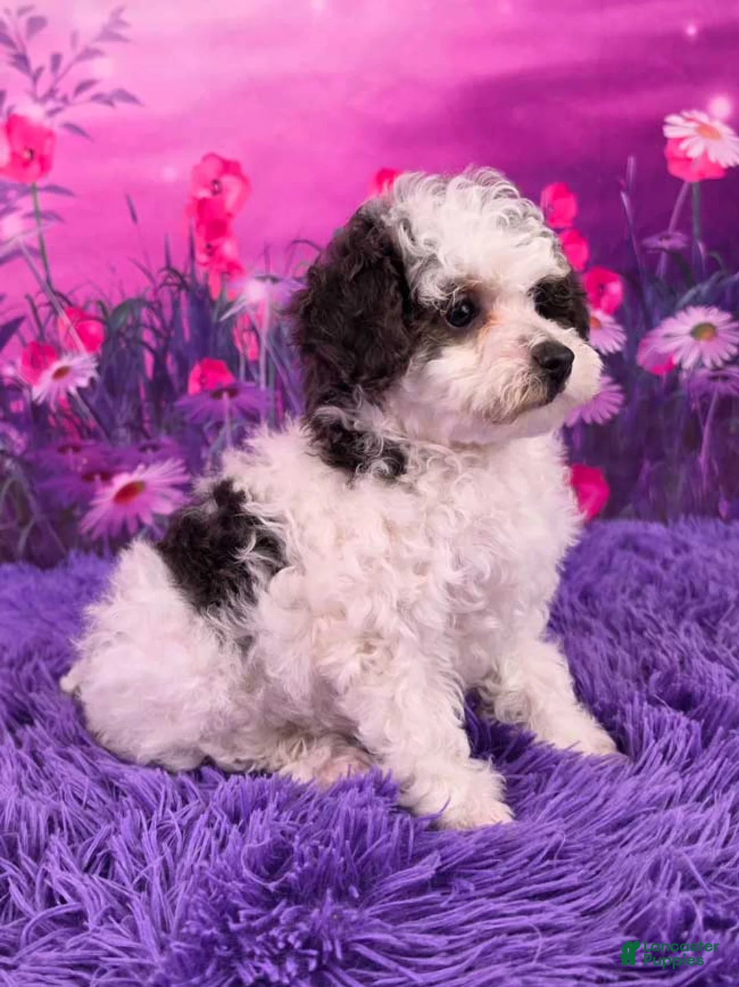 Miniature Poodle dogs for sale: Candy - Ad 2