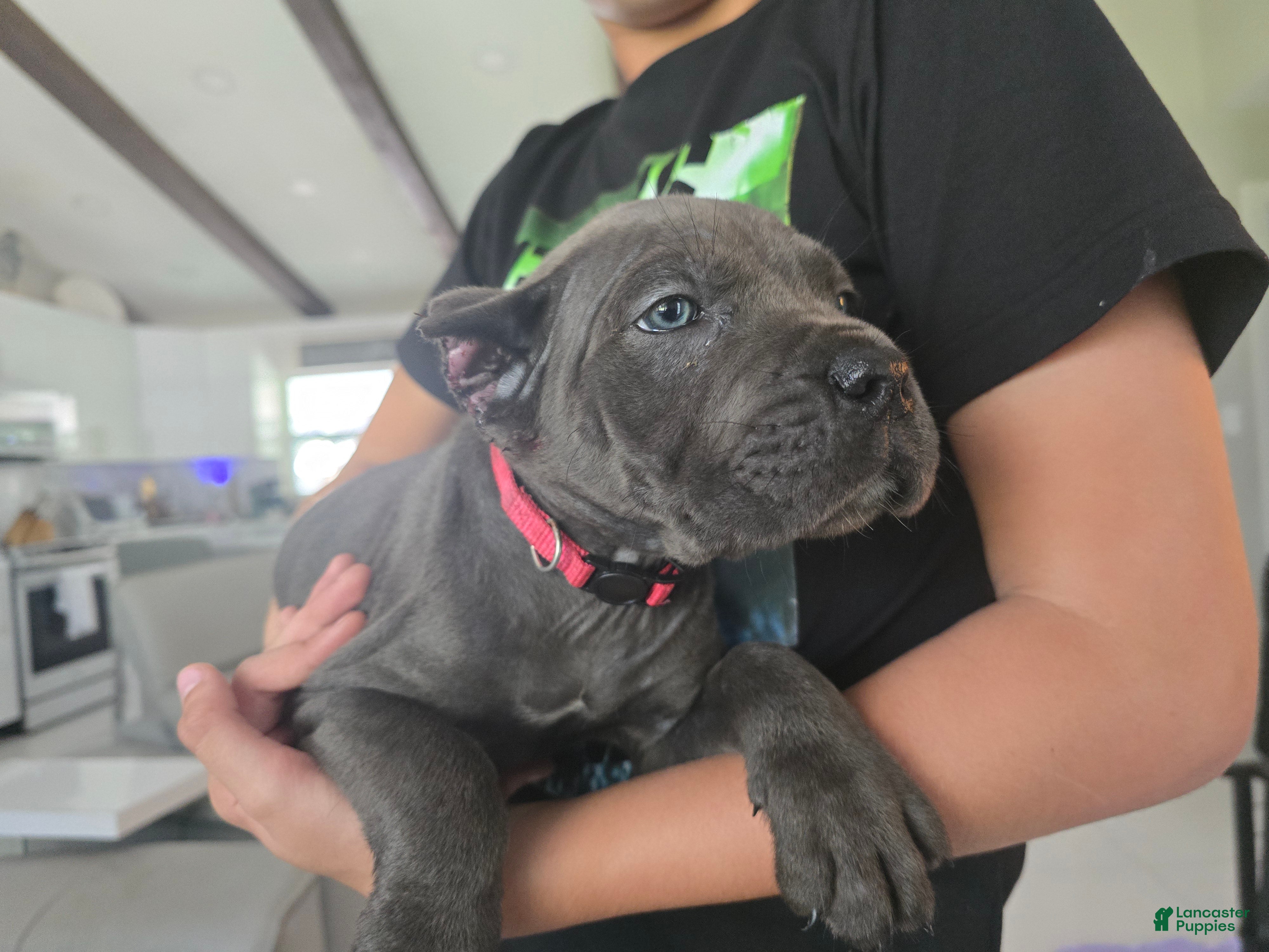 Cane Corso dogs Cane Corso 2 - Ad 1