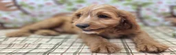 Cavapoo dogs for sale: Glacier - Ad 27