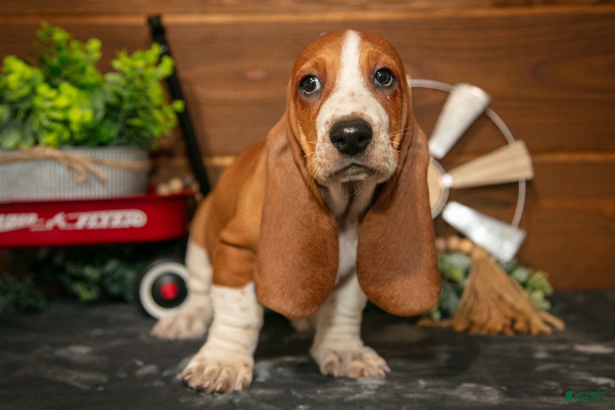Basset Hound dogs Jelly Bean - Ad 1