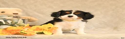 Cavalier King Charles Spaniel dogs for sale: Iris - Ad 4