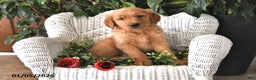 Golden Retriever dogs for sale: Dasher - Ad 1