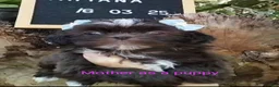 Shih Tzu dogs for sale: Bruno Tri Color  - Ad 4