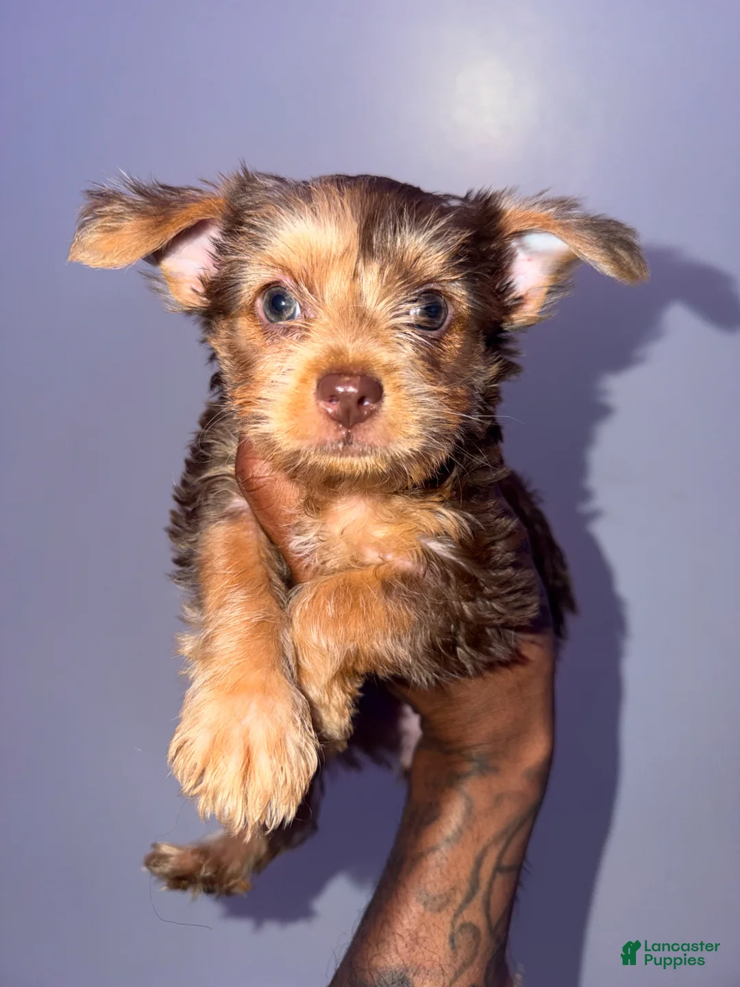 Yorkshire Terrier dogs for sale: Yorkshire Terrier Puppy 4 - Ad 2