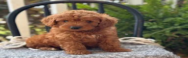 Winnie