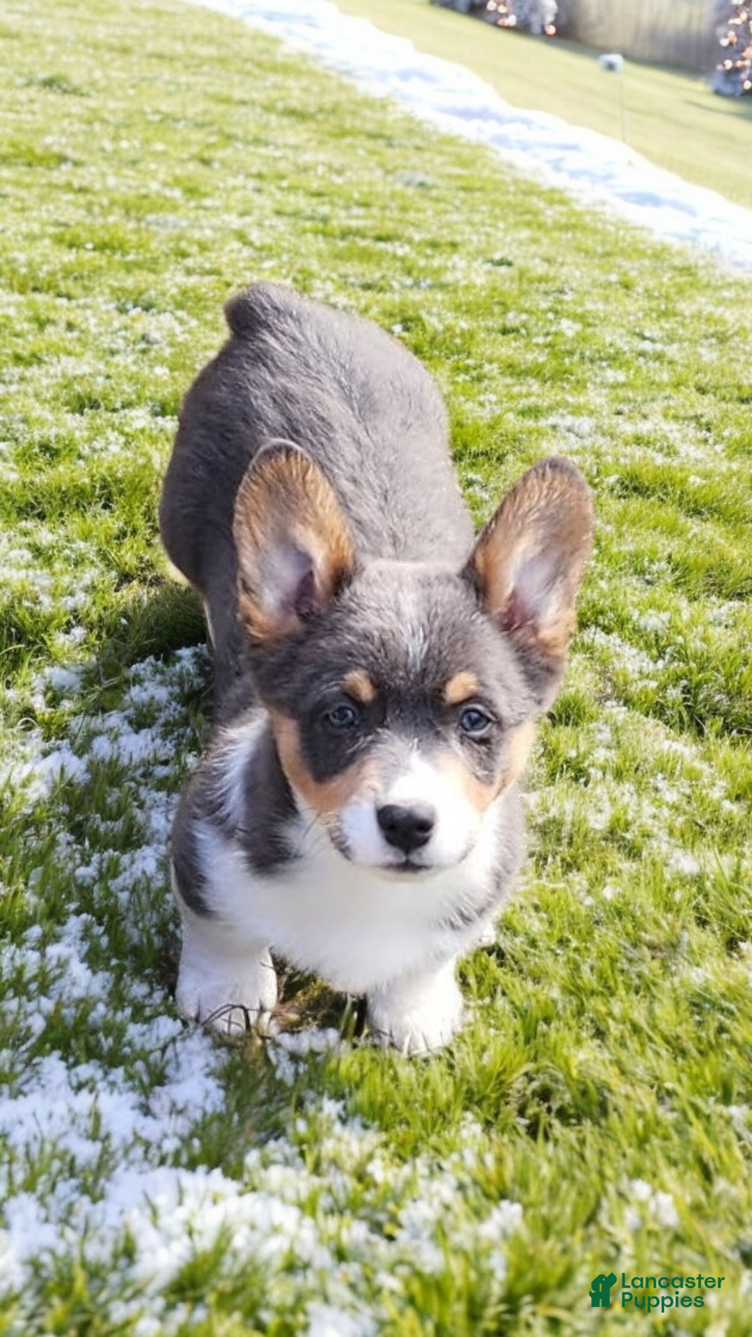 Welsh Corgi Pembroke dogs for sale: Alexa Bluie - Ad 11