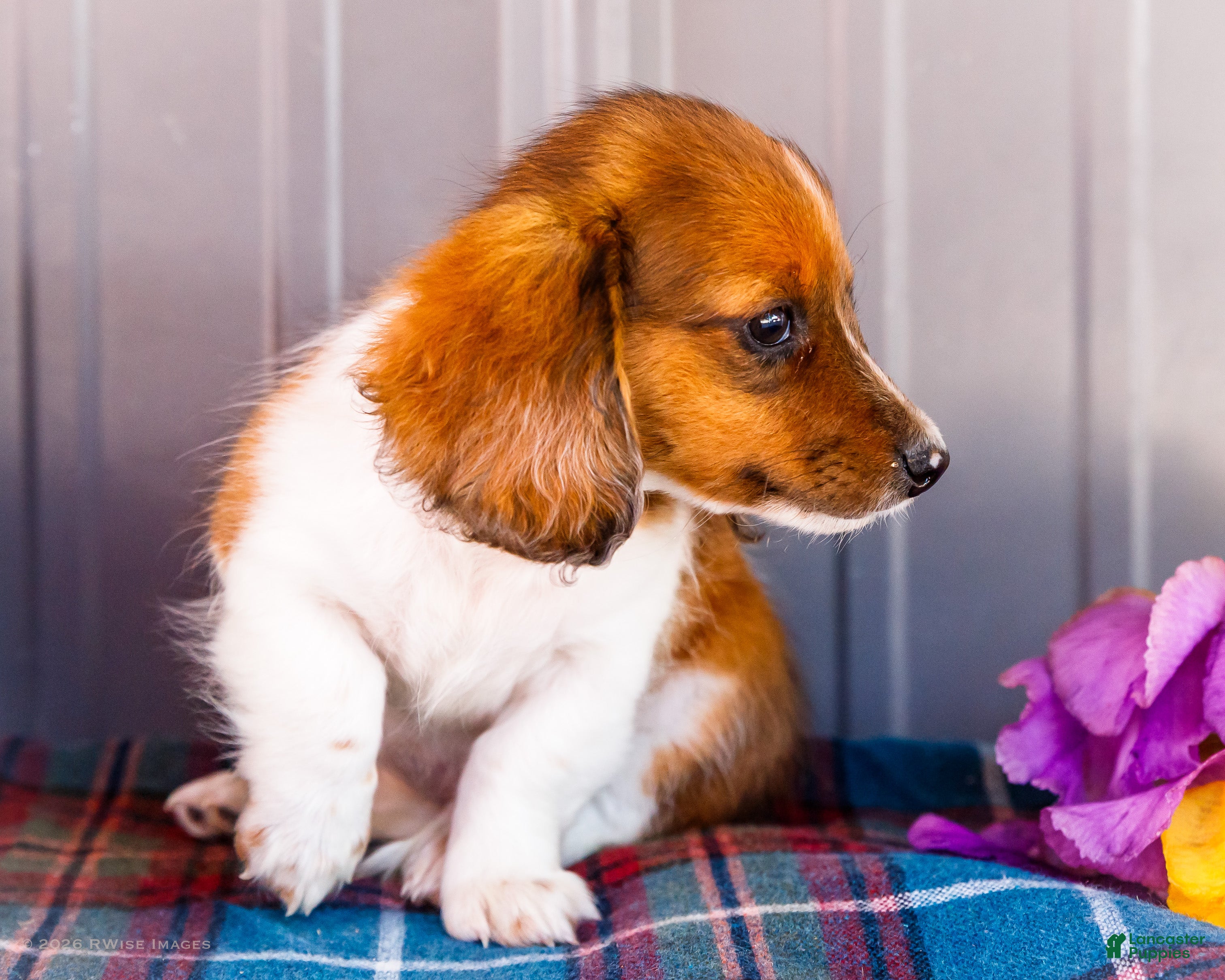 Miniature Dachshund dogs Brian - Ad 2