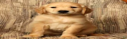 Golden Retriever dogs for sale: Rambo - Ad 7