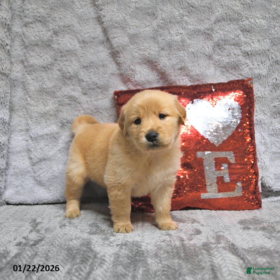 Golden Retriever dogs for sale: Lacey - Ad 2