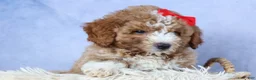 Mini Goldendoodle dogs for sale: 🐾 Meet Neo – F2B Mini Goldendoodle Puppy 🐾 - Ad 8